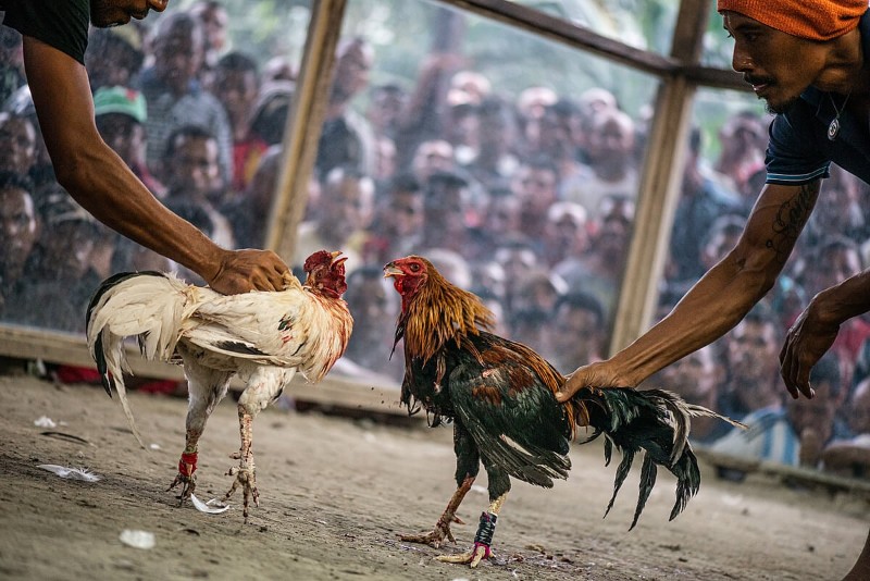 Đá gà cựa tròn
