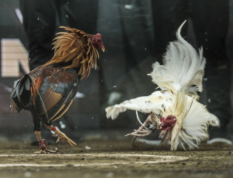 Đá gà cựa tròn