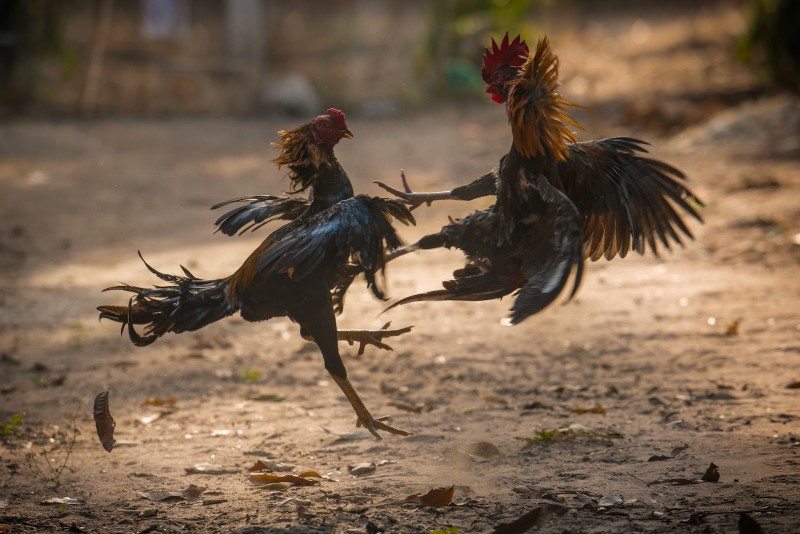 Đá gà Thomo
